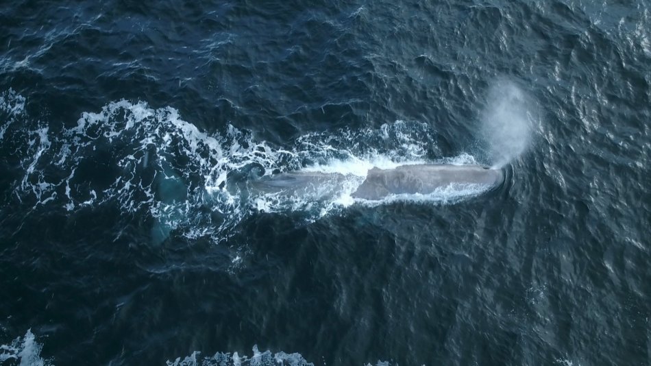 Balena di Plastica, una straordinaria storia nel documentario di Sky TG24 