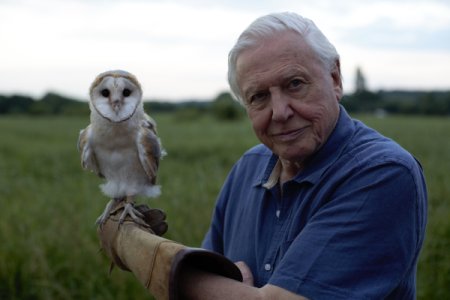 Alla conquista dei cieli in 3D su Sky e Nat Geo Wild con David Attenborough